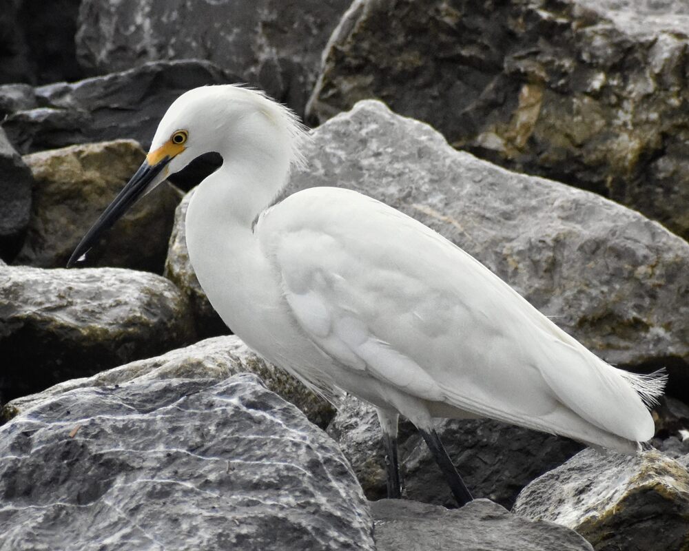 Snowy egret standing on granite rocks