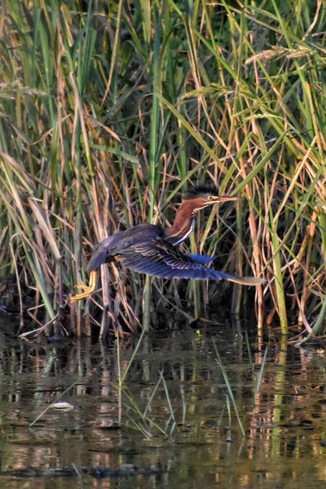 Green heron lifting off over marsh reeds