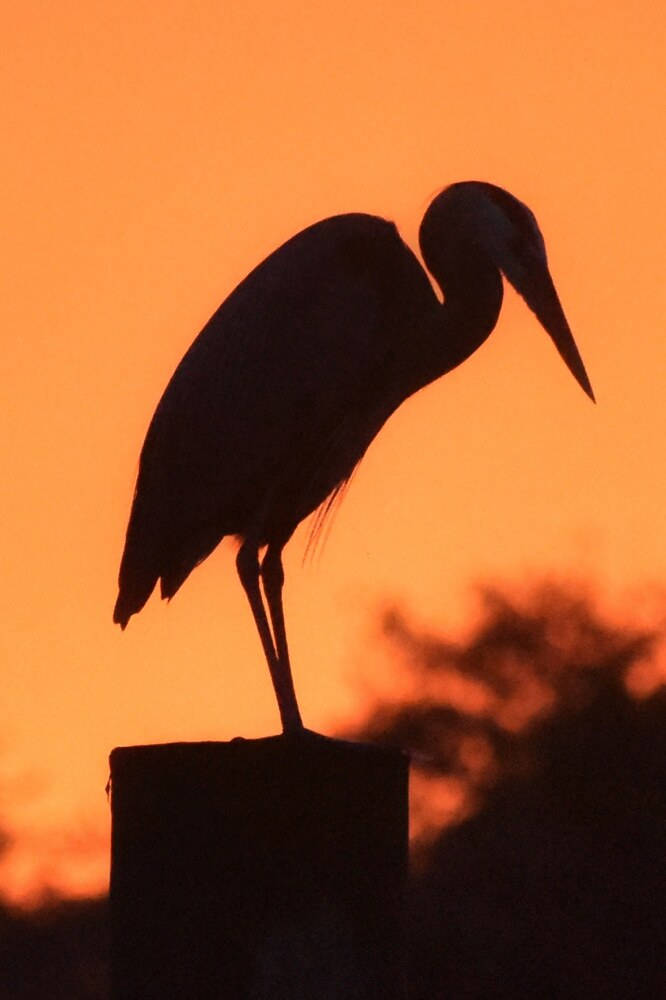 Heron silhouetted on a piling against an orange sunset