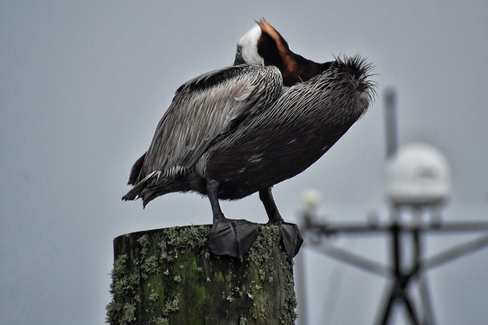 Brown pelican preening on a weathered piling